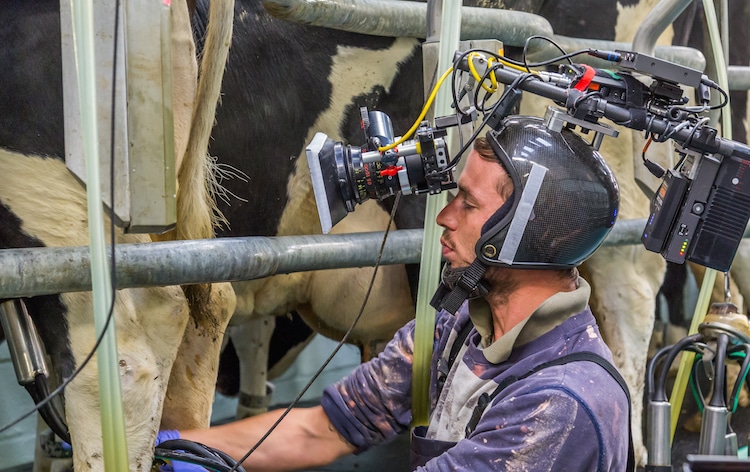 point of view filming plumpton black magic milking cow