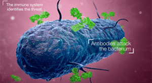 cell animation