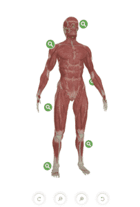 3D map of the human body. Skin can be toggled on or off, for use of healthcare practitioners